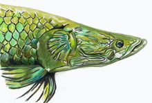 'Arapaima' by Rosi Oldenburg