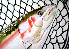 'Netted Steelhead' by Rosi Oldenburg