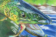 'Hooked V' by Rosi Oldenburg